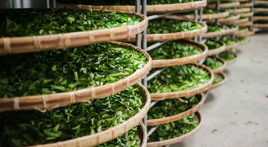 From The Garden To Your Cup!